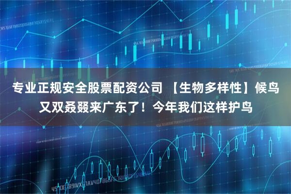专业正规安全股票配资公司 【生物多样性】候鸟又双叒叕来广东了！今年我们这样护鸟